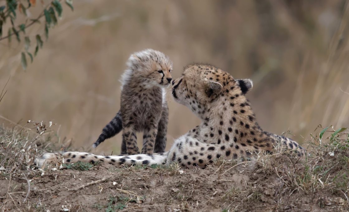 wallpaper et fond d'écran tendresse guépard bébé animals animaux félin affection