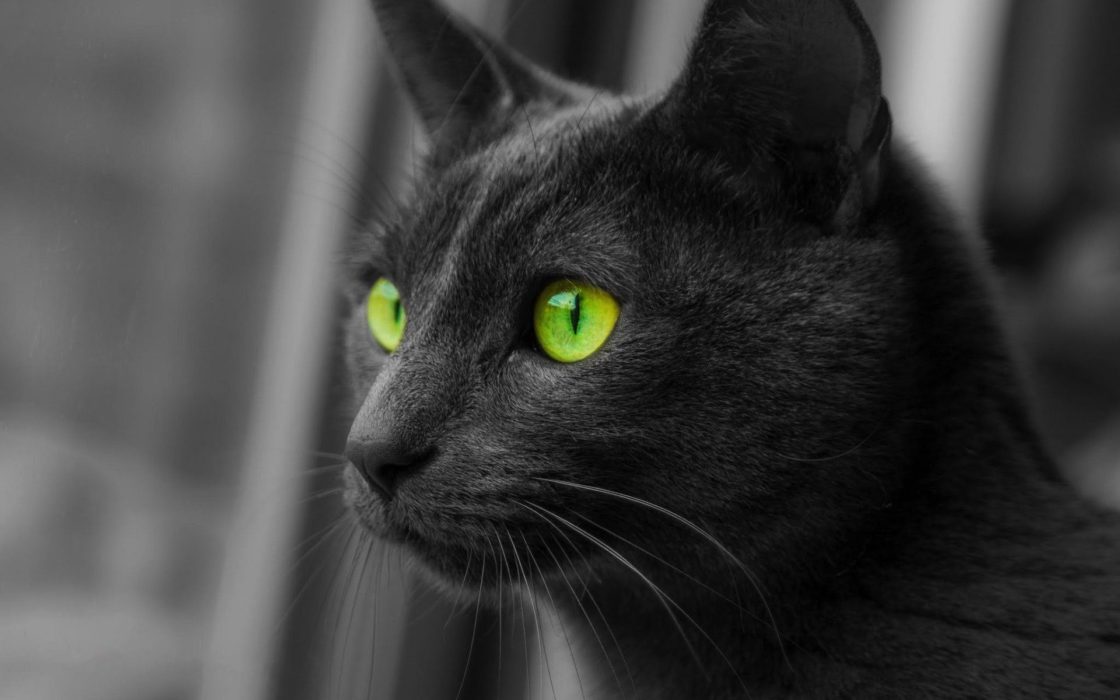 wallpaper et fond d'écran chat noir cat animals animaux portrait yeux