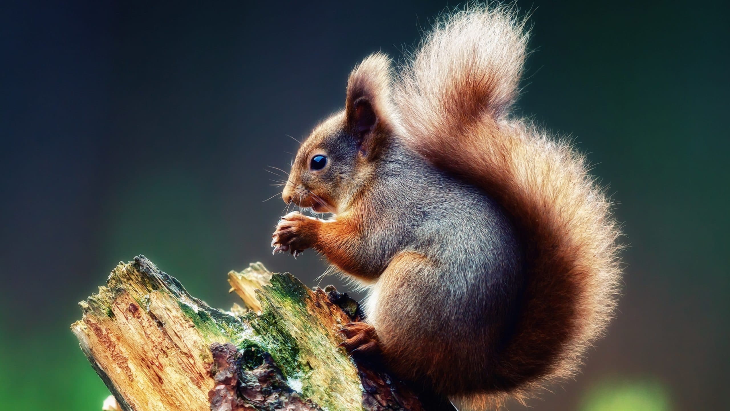 wallpaper et fond d'écran écureuil animals animaux nature squirrel