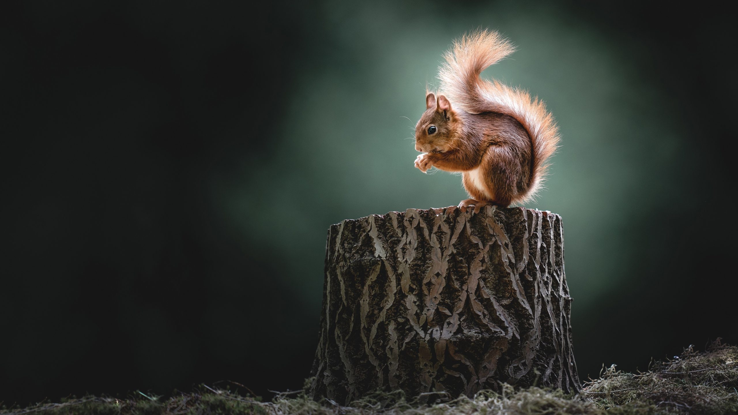 wallpaper et fond d'écran écureuil animals animaux nature squirrel