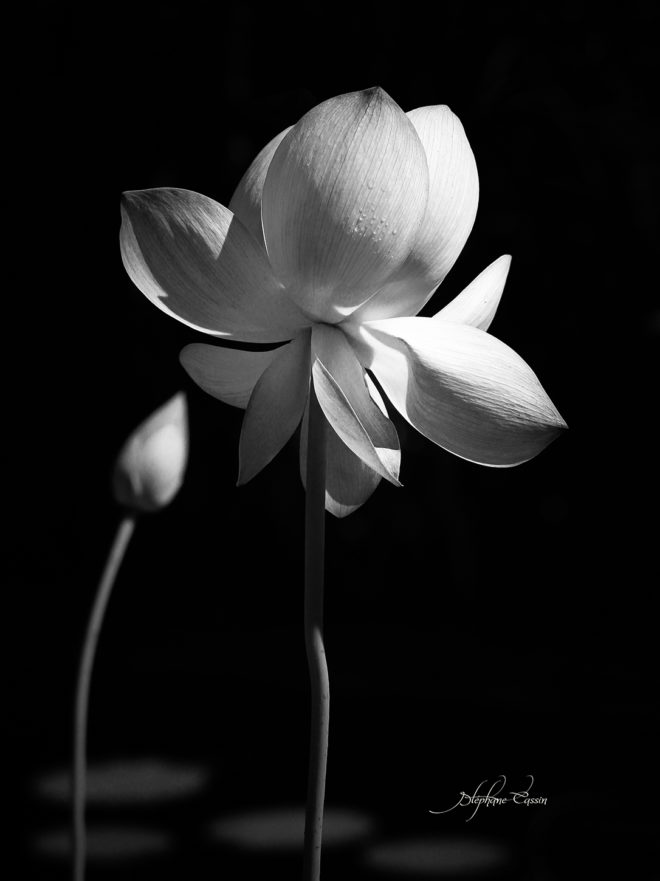 photographie fleur flower lotus nature macro photographe