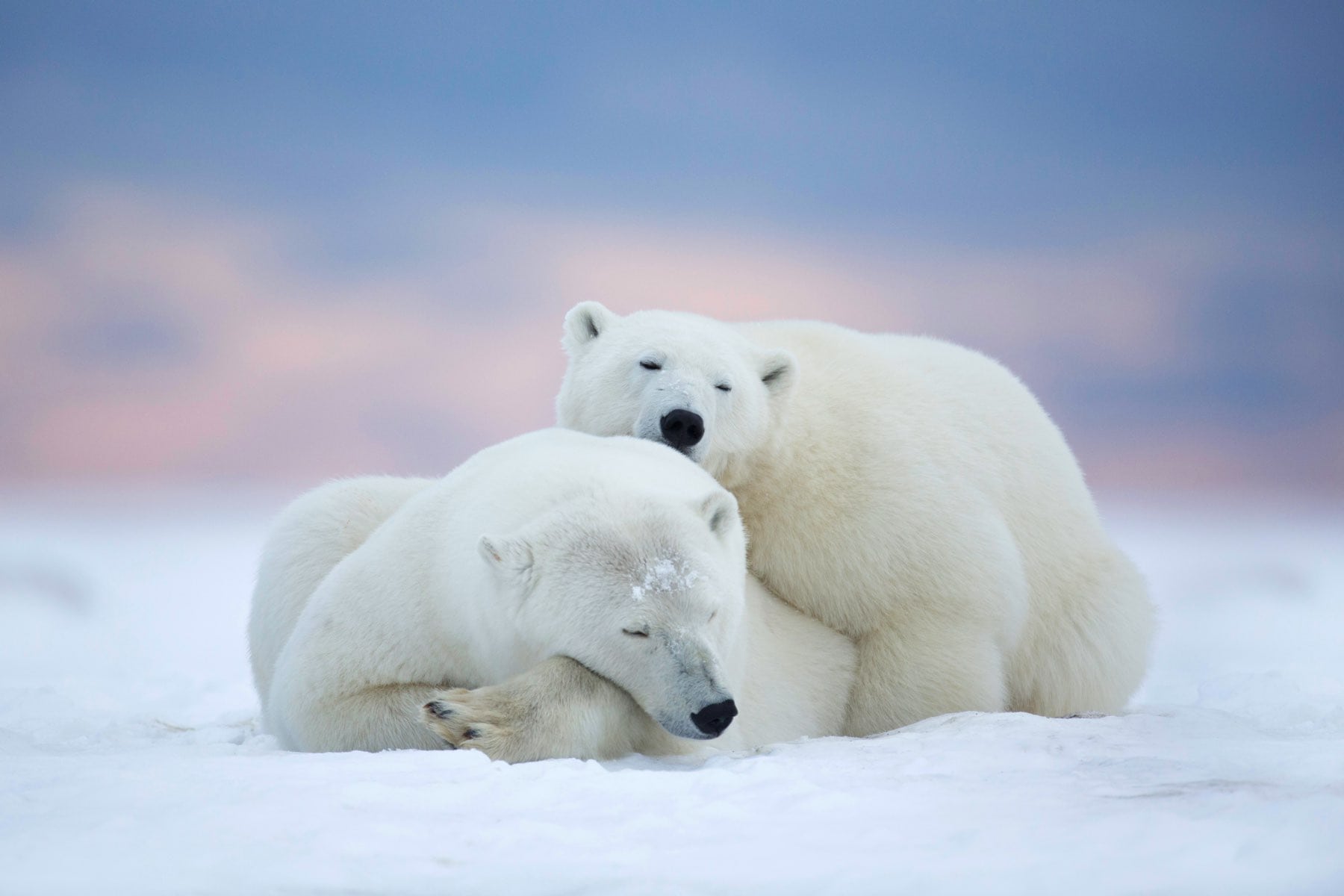 wallpaper et fond d'écran ours polaire bear animals animaux nature neige famille