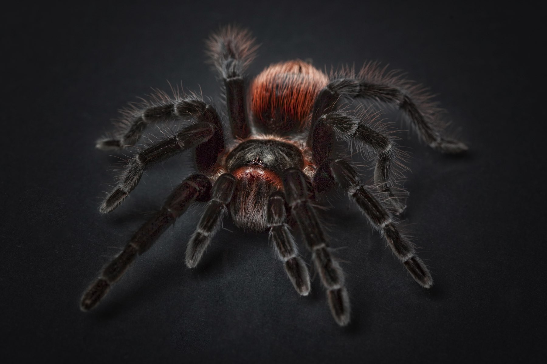 wallpaper et fond d'écran araignée tarentule insecte animals spider