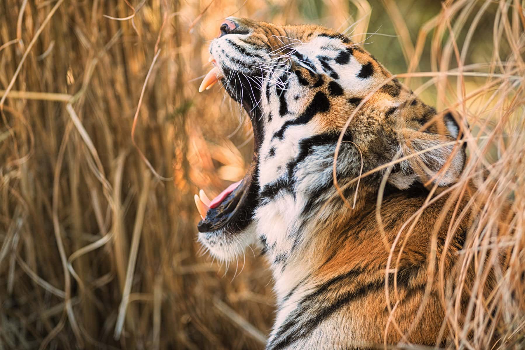 wallpaper et fond d'écran tigre tiger rugir animals animaux félin