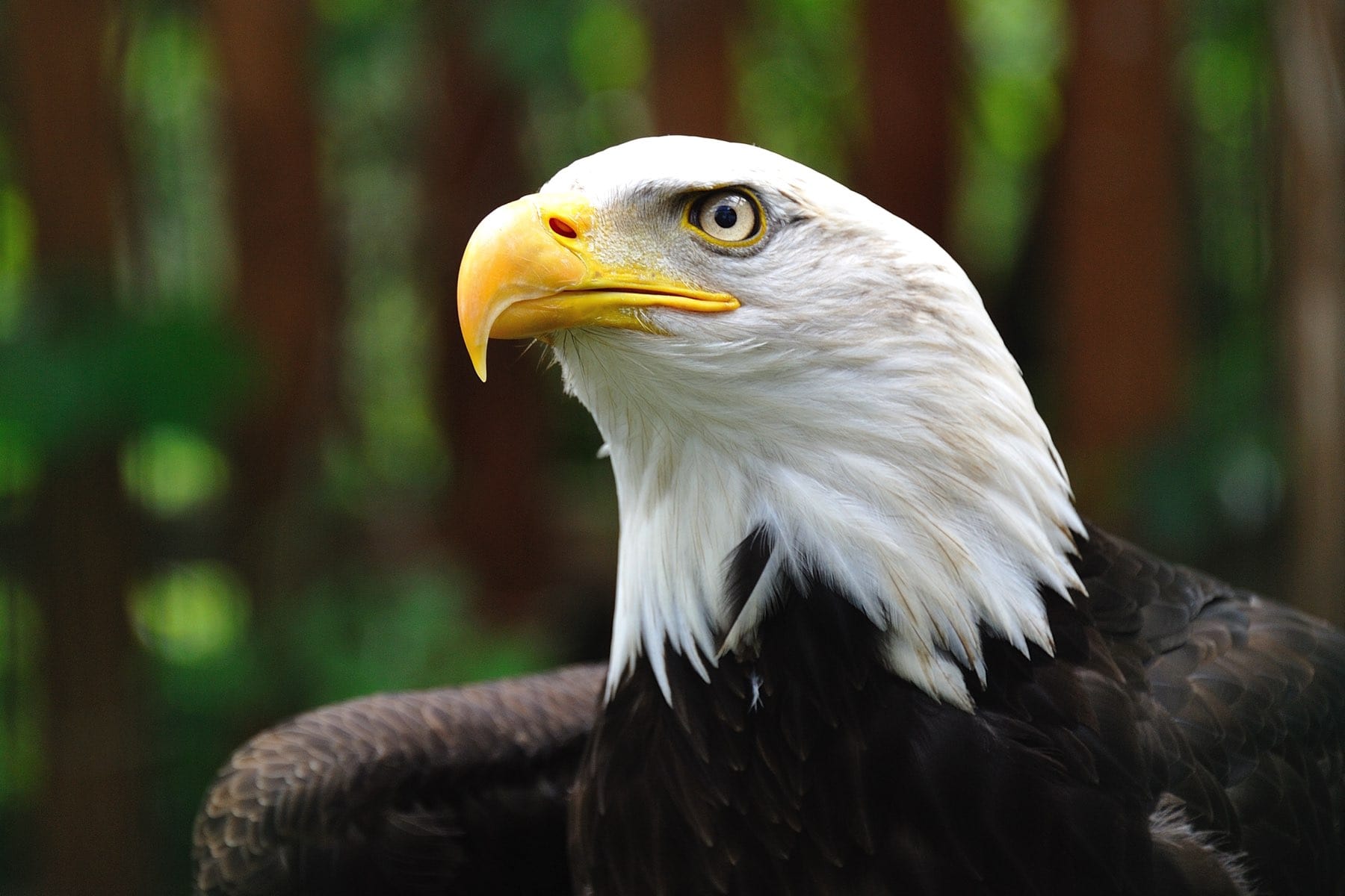 wallpaper et fond d'écran aigle Eagle oiseau animals animaux rapace pyrargue