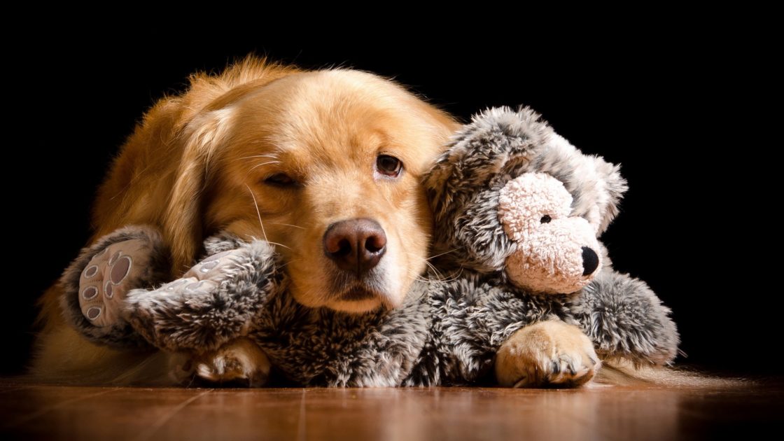 wallpaper et fond d'écran chien dog doudou peluche animals animaux tendresse