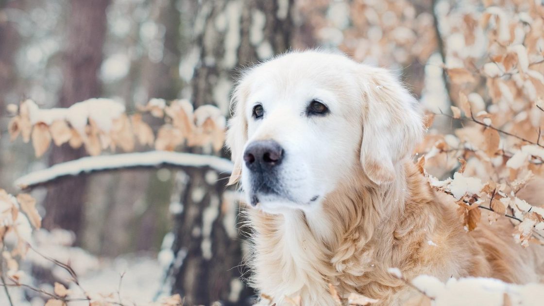 wallpaper et fond d'écran chien Labrador dog animals animaux