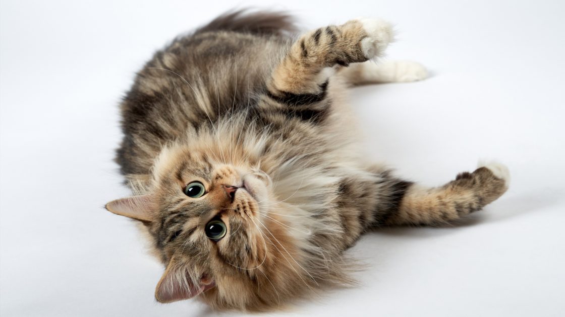 wallpaper et fond d'écran chat espiègle félin animals animaux cat