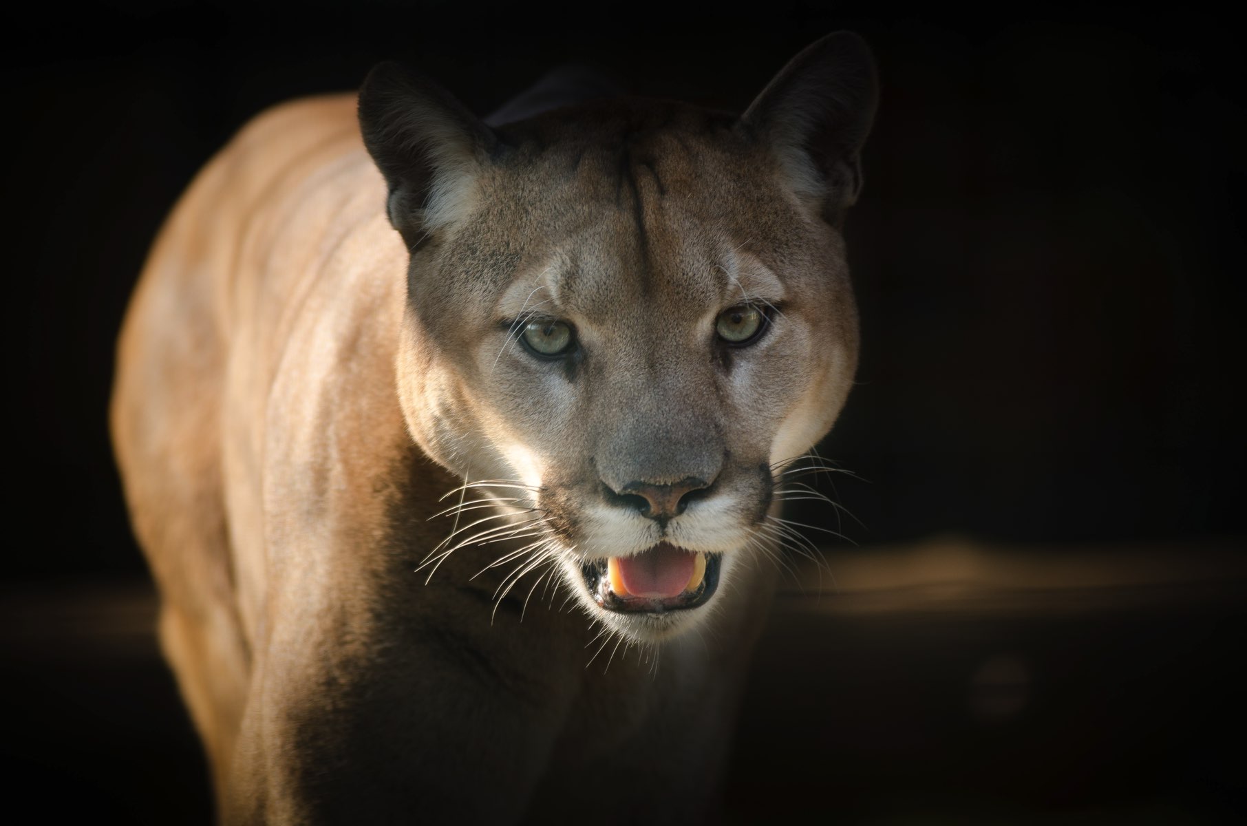 wallpaper et fond d'écran Puma félin feline fauve animals animaux portrait