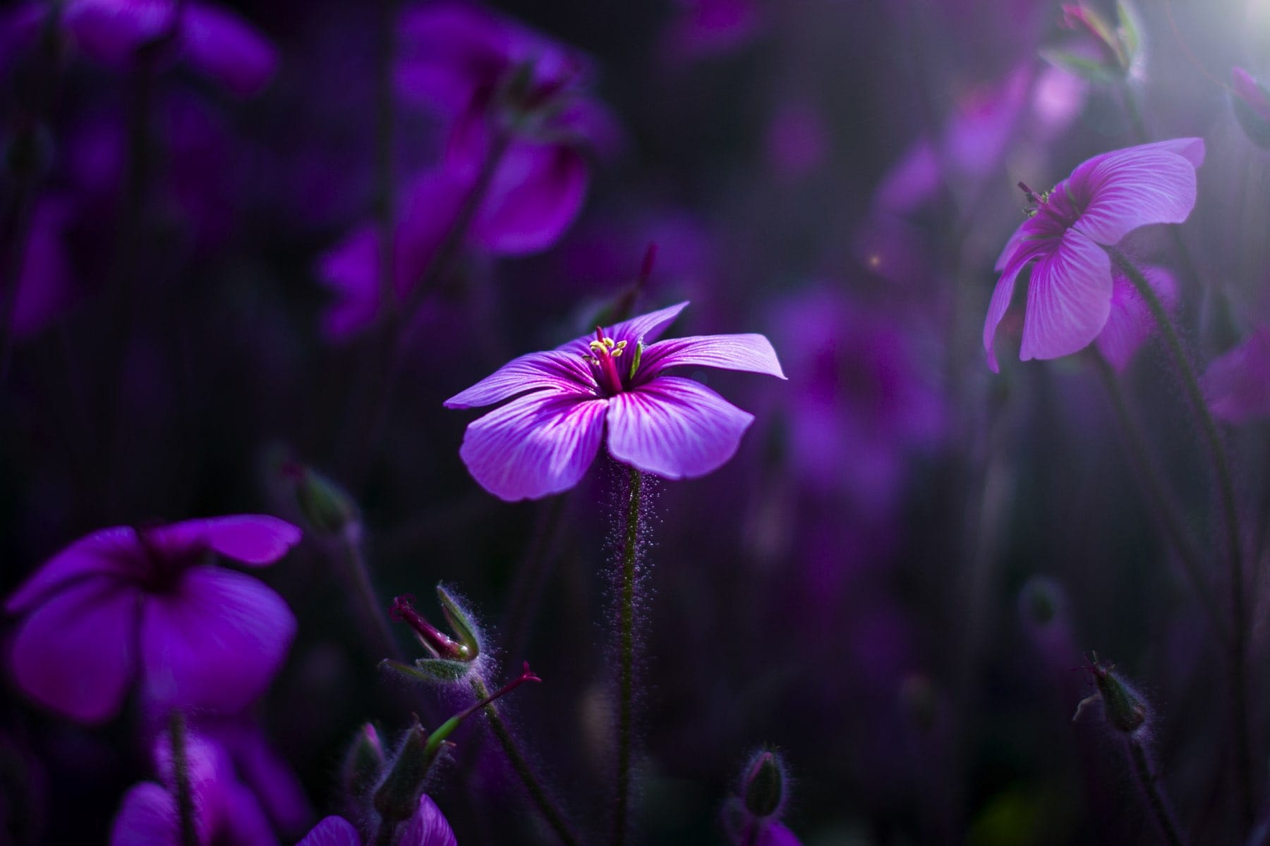 wallpaper et fond d'écran fleurs flowers nature macro jardin