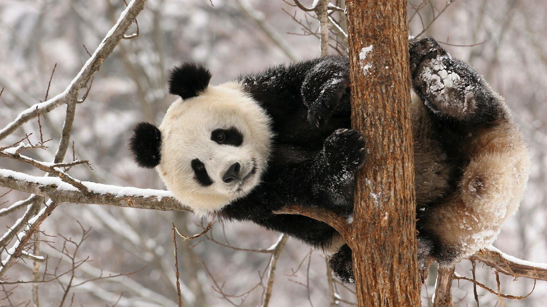 wallpaper et fond d'écran panda beau animals animaux asie emblème