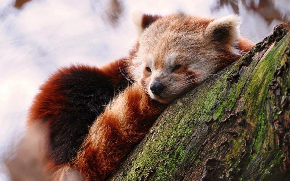wallpaper et fond d'écran panda roux sommeil dormir repos animals animaux