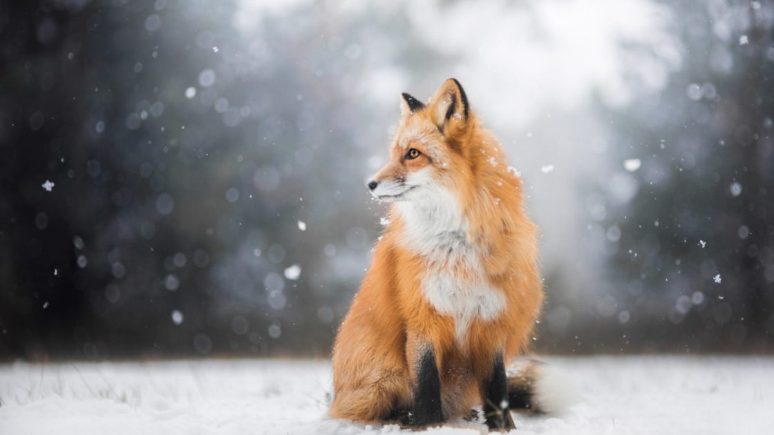 wallpaper et fond d'écran renard neige nature snow fox animals animaux beau