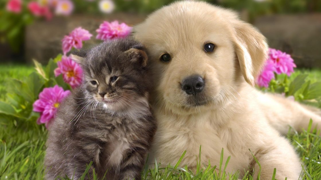 wallpaper et fond d'écran chien chat dog cat animals animaux mignon cute