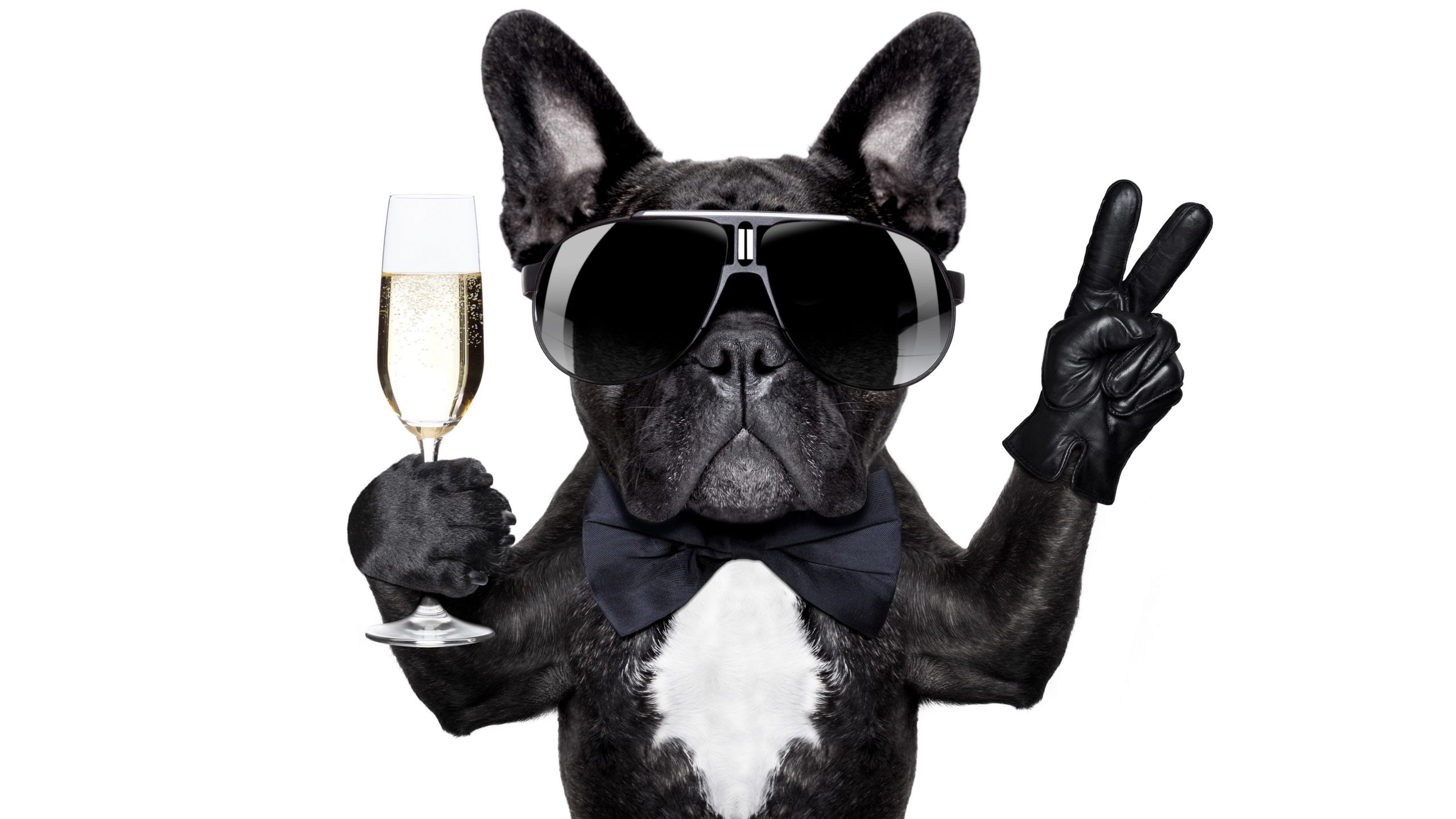 wallpaper et fond d'écran chien cool verre flûte humour dog animals animaux amusant