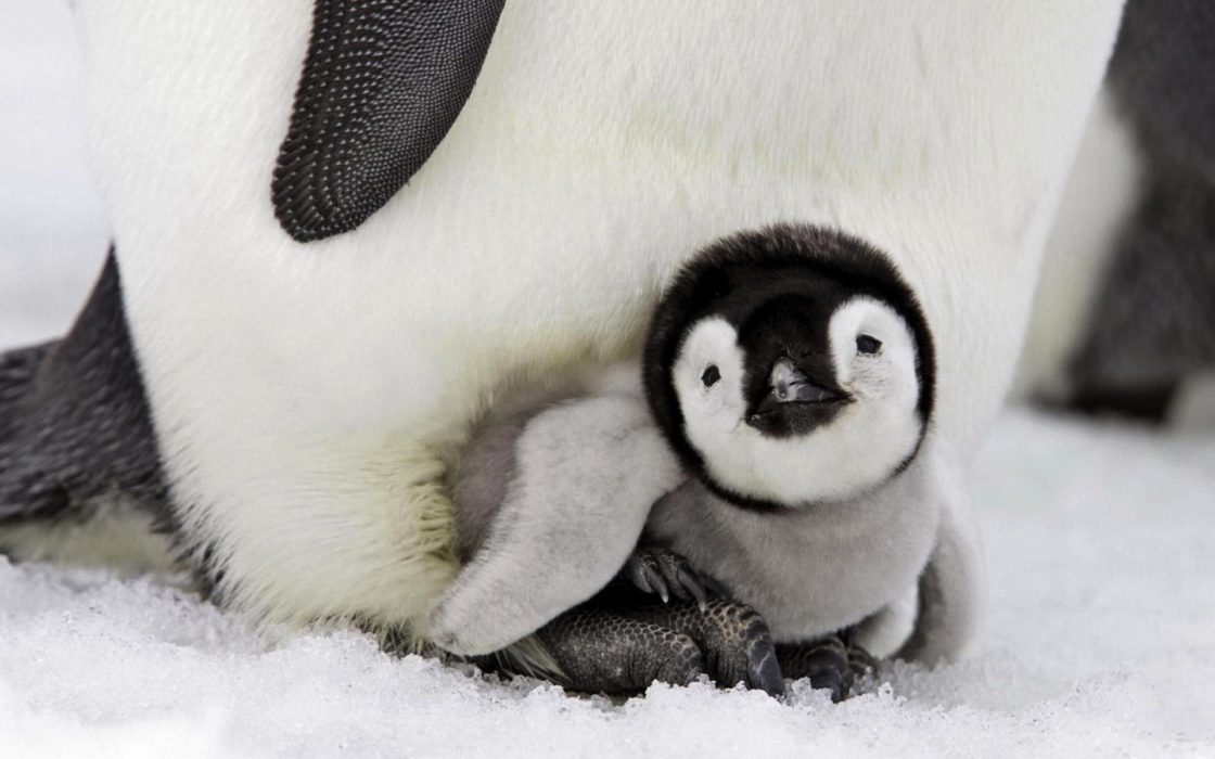 wallpaper et fond d'écran baby bébé pingouin penguin animals animaux nature mignon cute