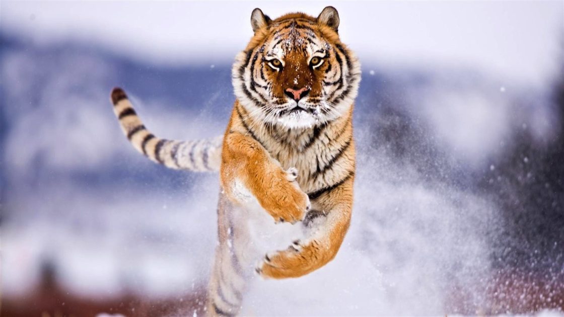 wallpaper et fond d'écran tigre tiger animals animaux neige nature snow