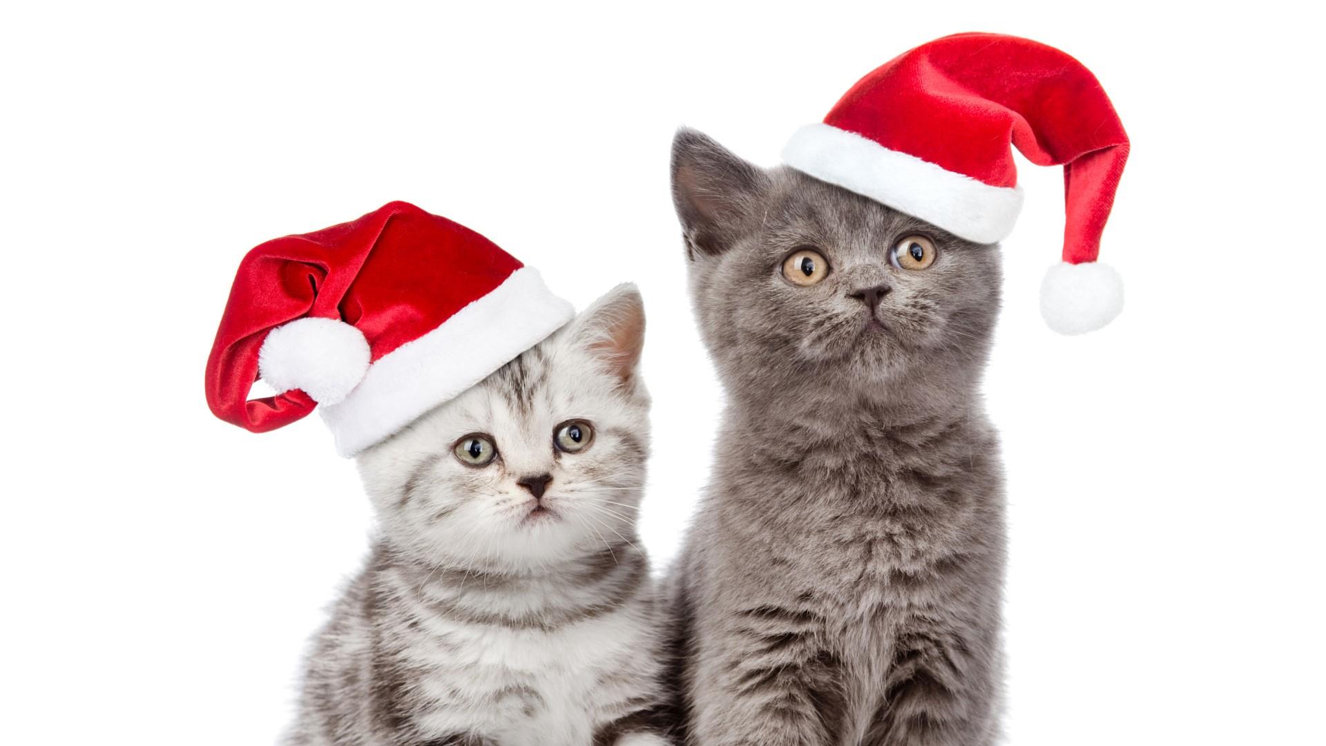 wallpaper et fond d'écran chien chat dog cat Noël fête célébration bonnet humour mignon cute animals animaux christmas