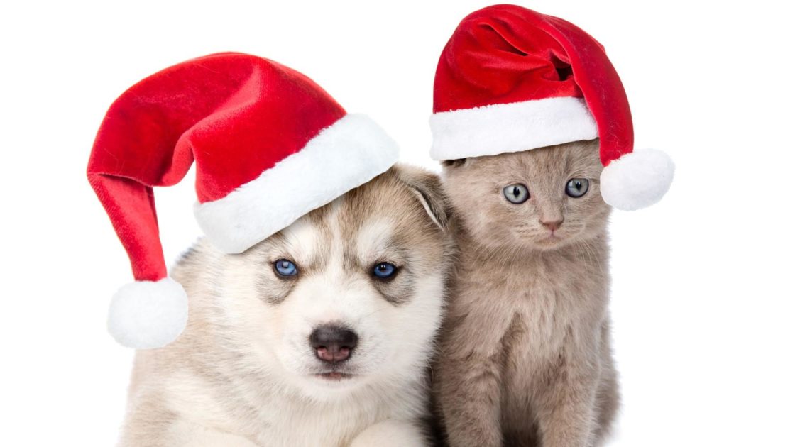 wallpaper et fond d'écran chien chat dog cat Noël fête célébration bonnet humour mignon cute animals animaux christmas