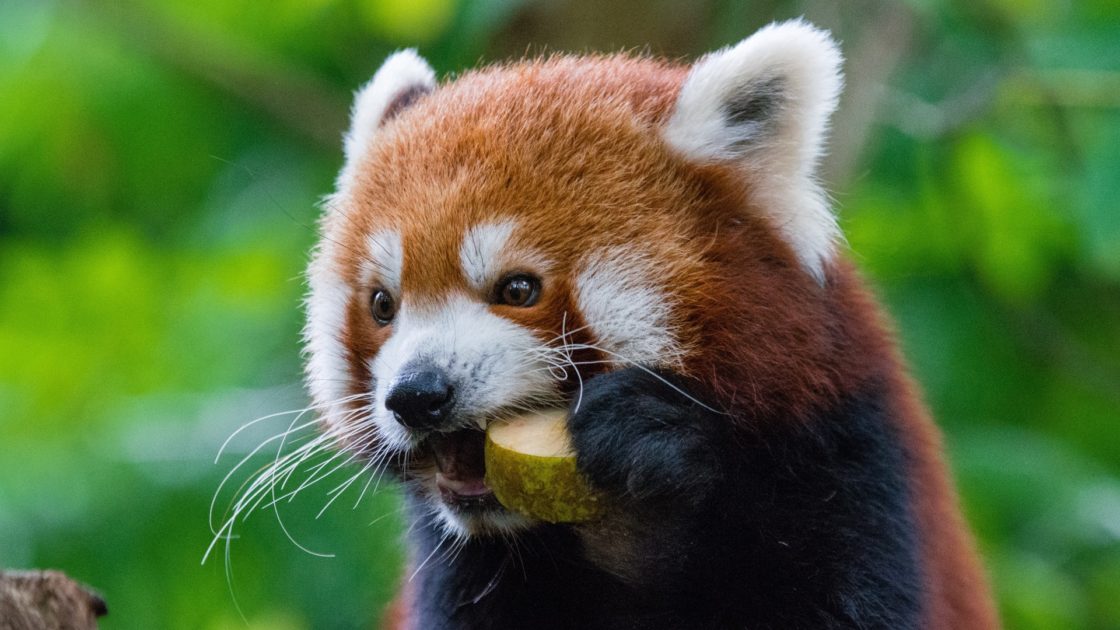 wallpaper et fond d'écran panda roux red animals animaux mange portrait emblème Asie beau beautiful