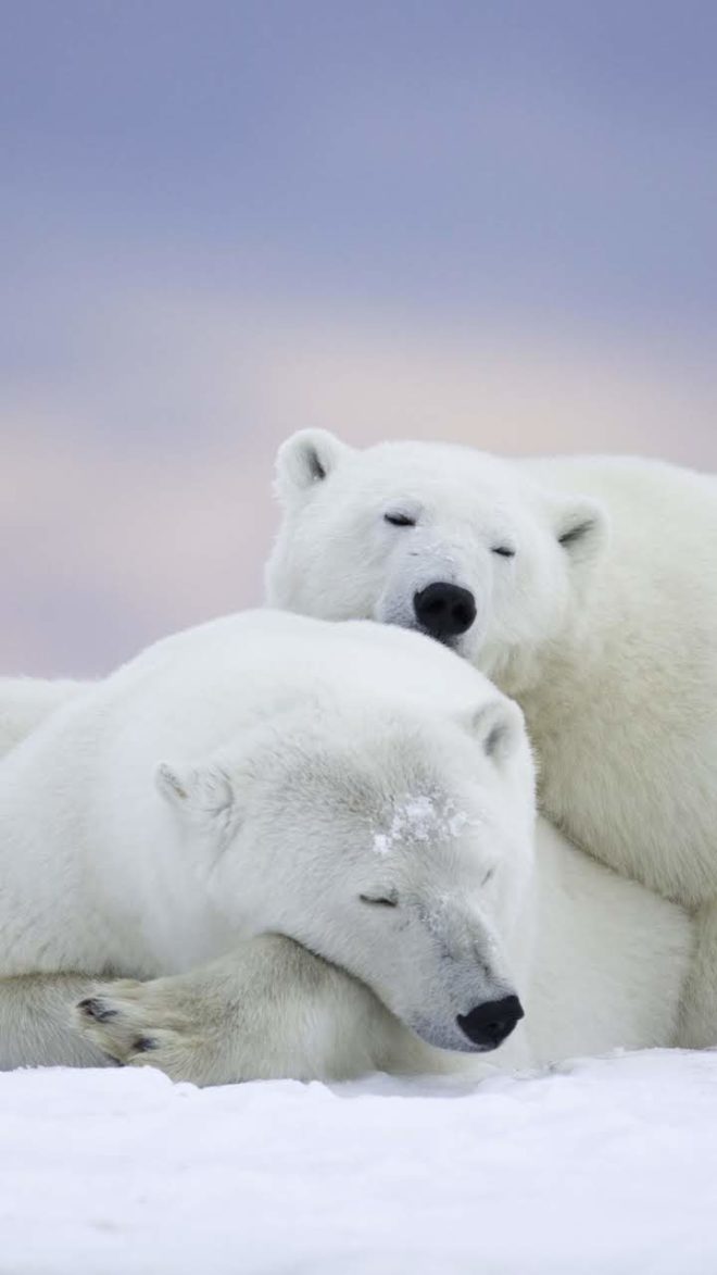 wallpaper et fond d'écran ours polaires tendresse amour nature neige animals animaux bears polar sauvage