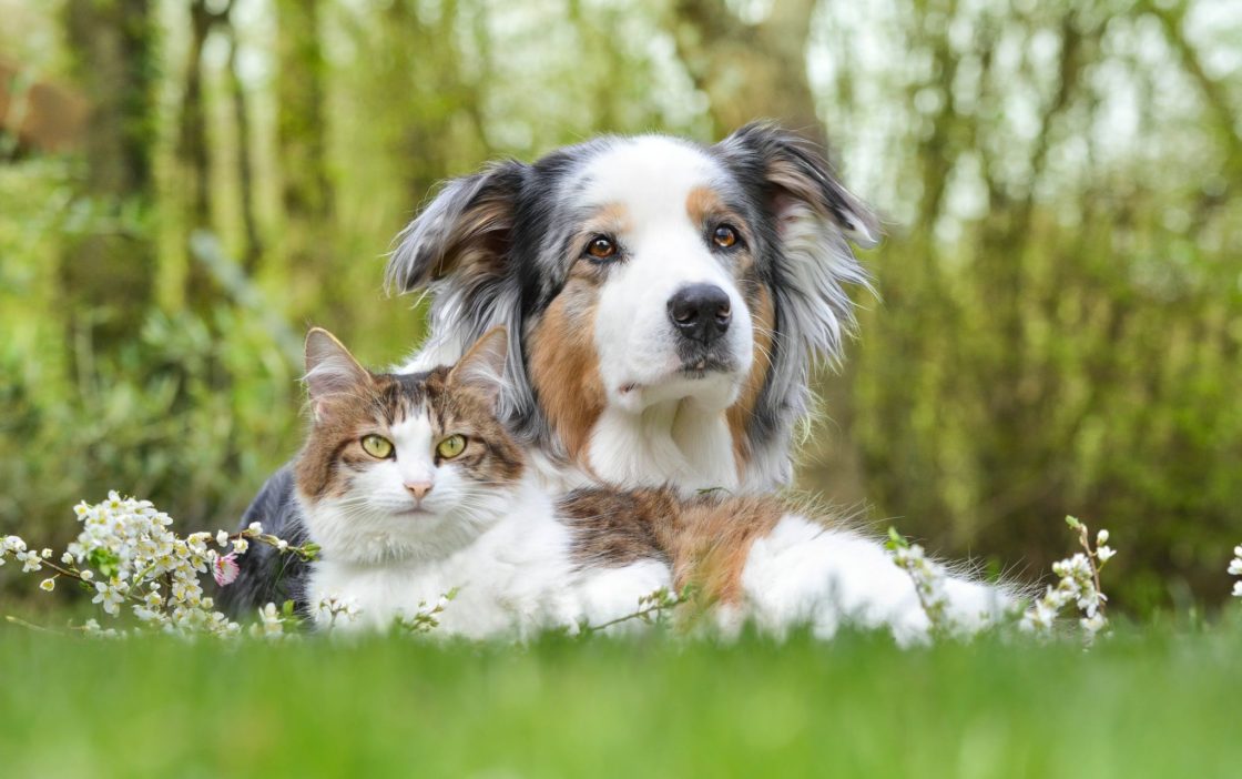 wallpaper et fond d'écran chien chat amitié amis animals animaux dog cat nature