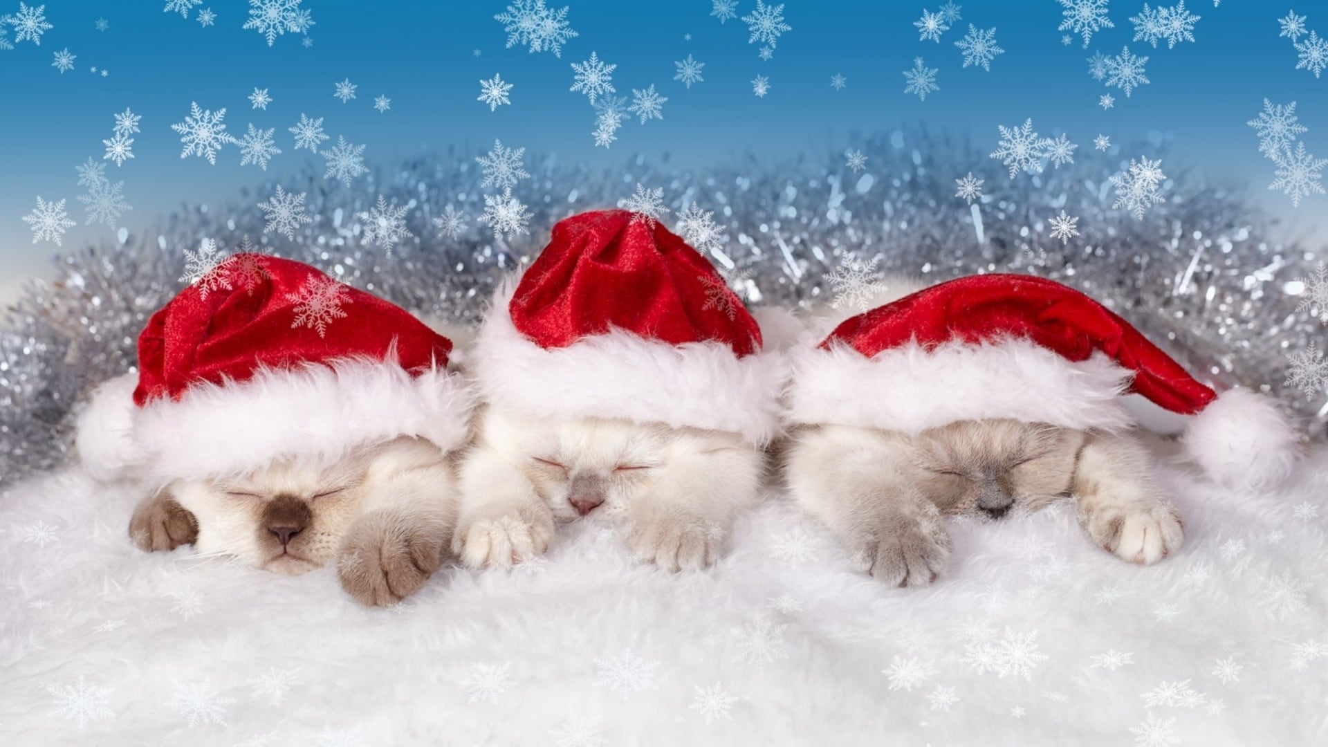 wallpaper et fond d'écran chien chat dog cat Noël fête célébration bonnet humour mignon cute animals animaux christmas