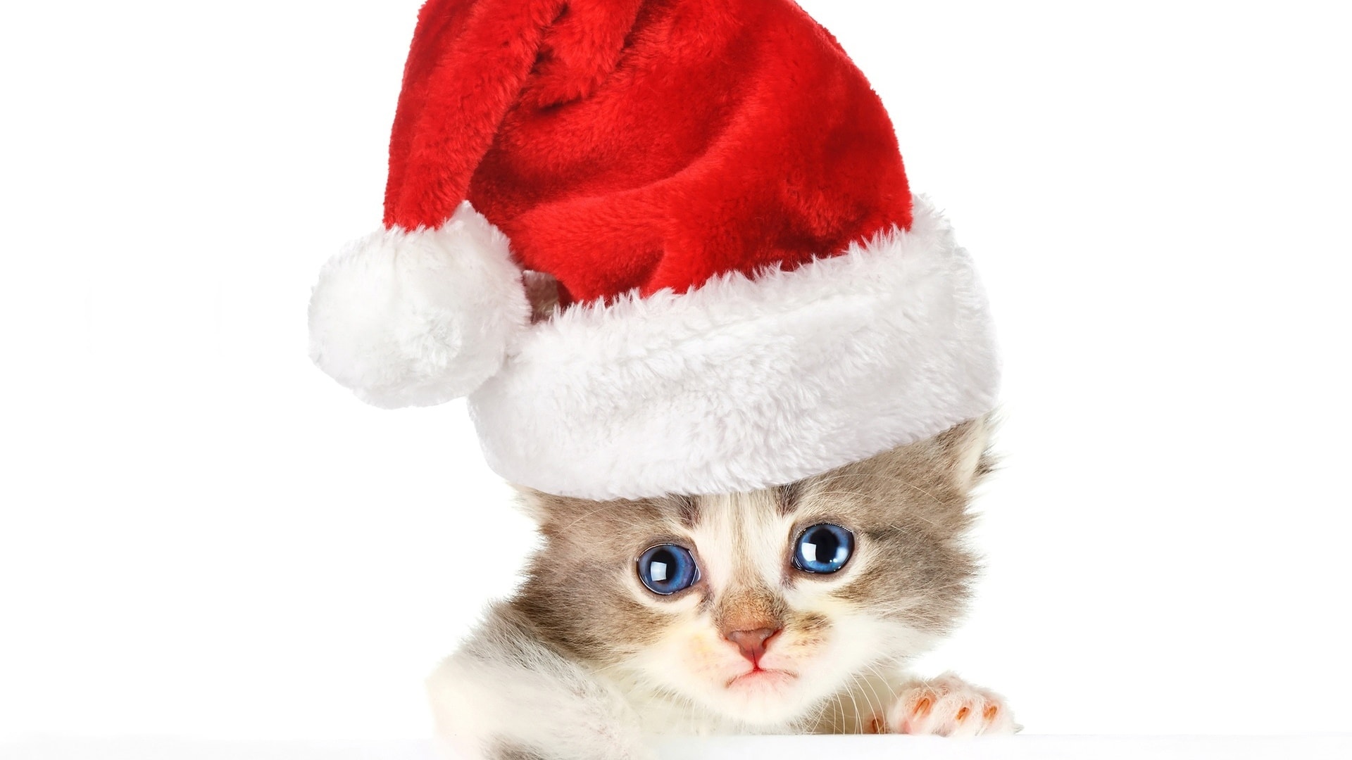 wallpaper et fond d'écran chien chat dog cat Noël fête célébration bonnet humour mignon cute animals animaux christmas