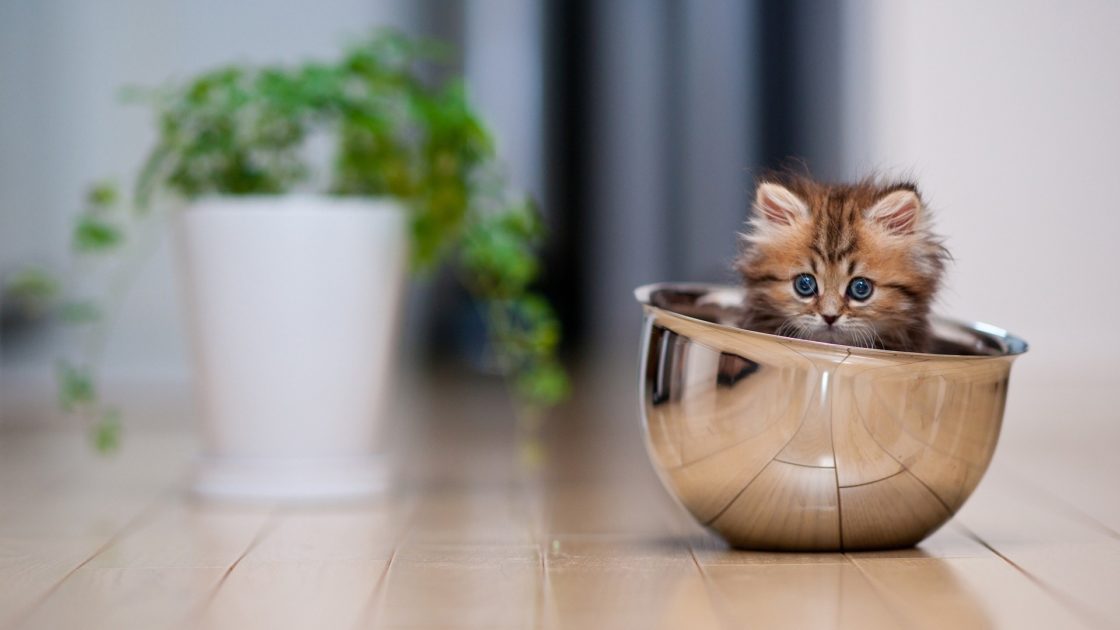 wallpaper et fond d'écran chaton kitten boule ball mignon cute animals animaux chat cat