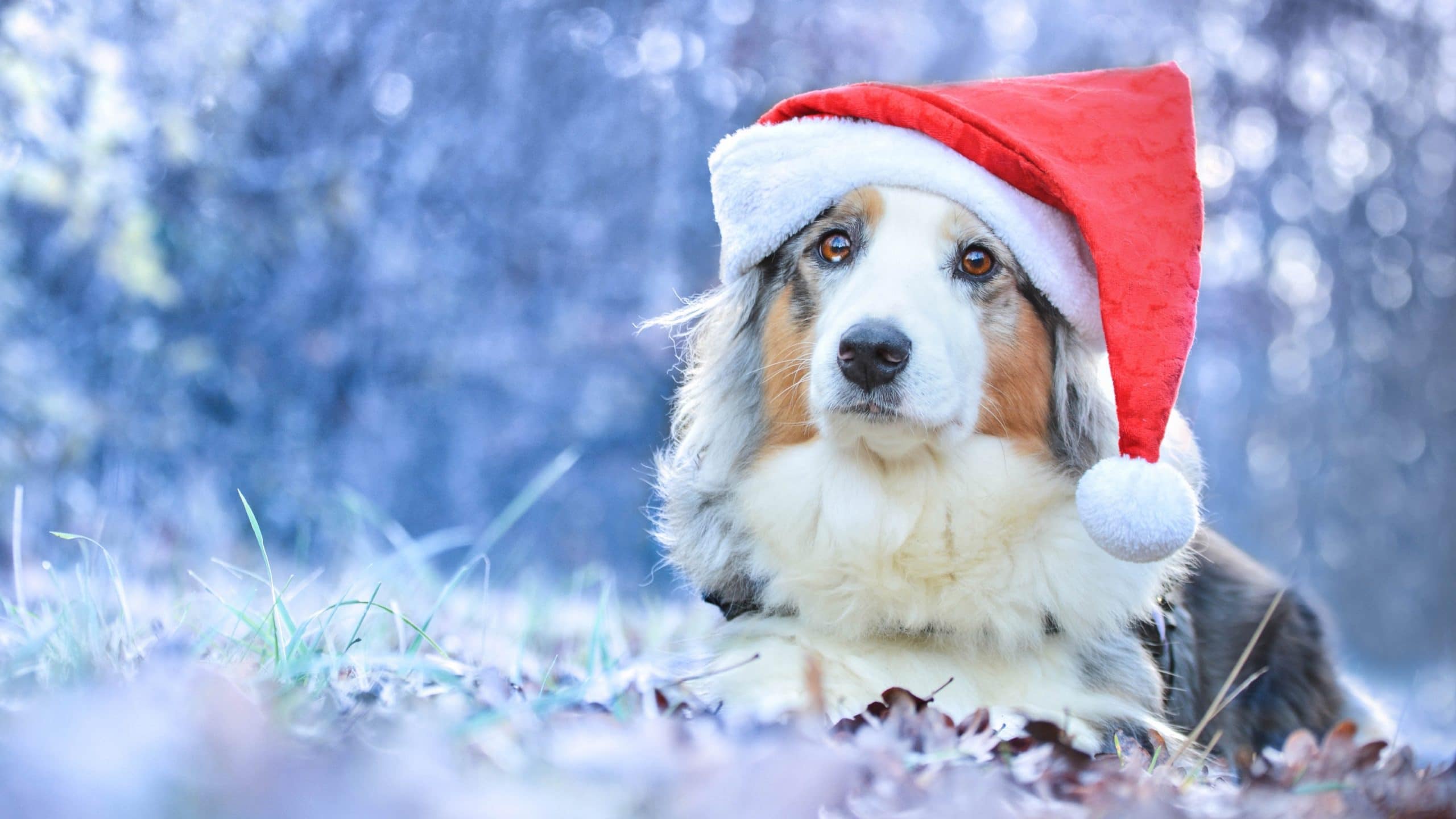 wallpaper et fond d'écran chien chat dog cat Noël fête célébration bonnet humour mignon cute animals animaux christmas