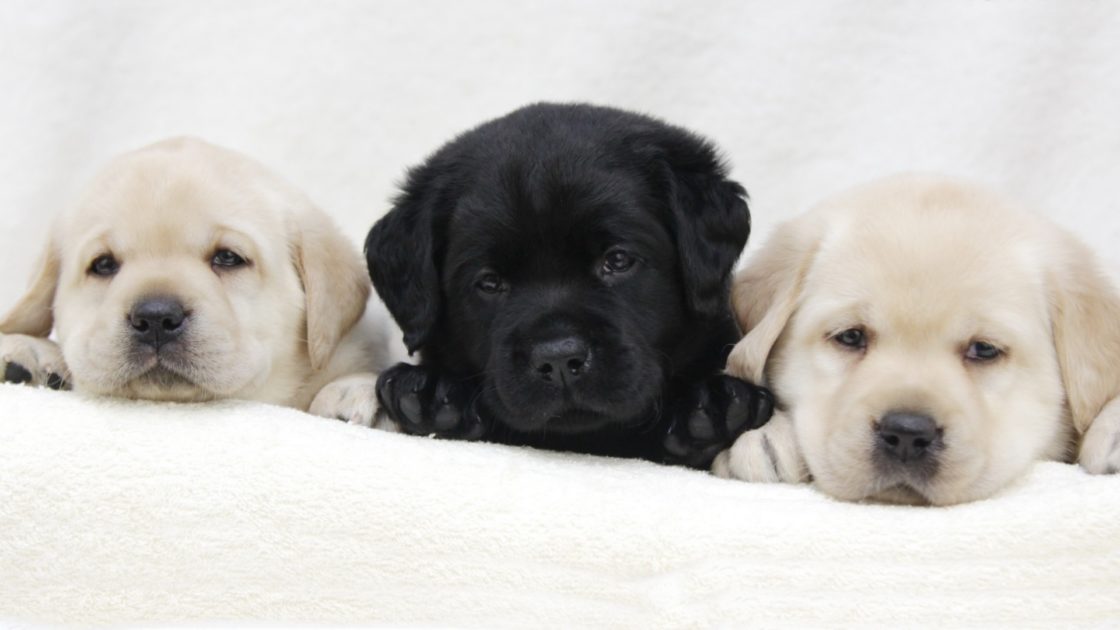 wallpaper et fond d'écran chiots chiens puppy dog animals animaux mignon cute