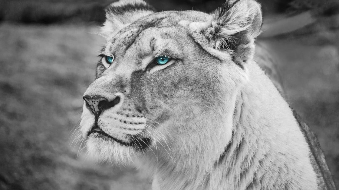 wallpaper et fond d'écran lionne lion félin feline fauve belle beautiful animals animaux yeux portrait