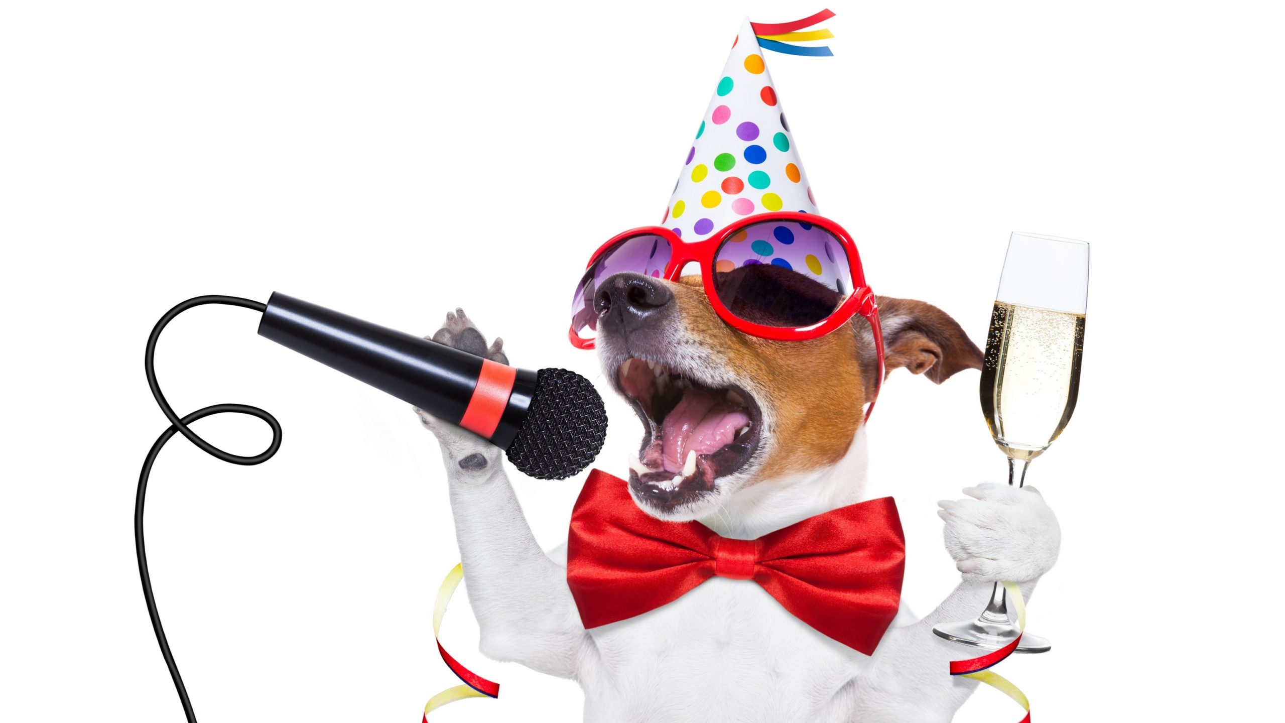 wallpaper et fond d'écran chien dog jack russel humour selfie drôle fête animals animaux téléphone