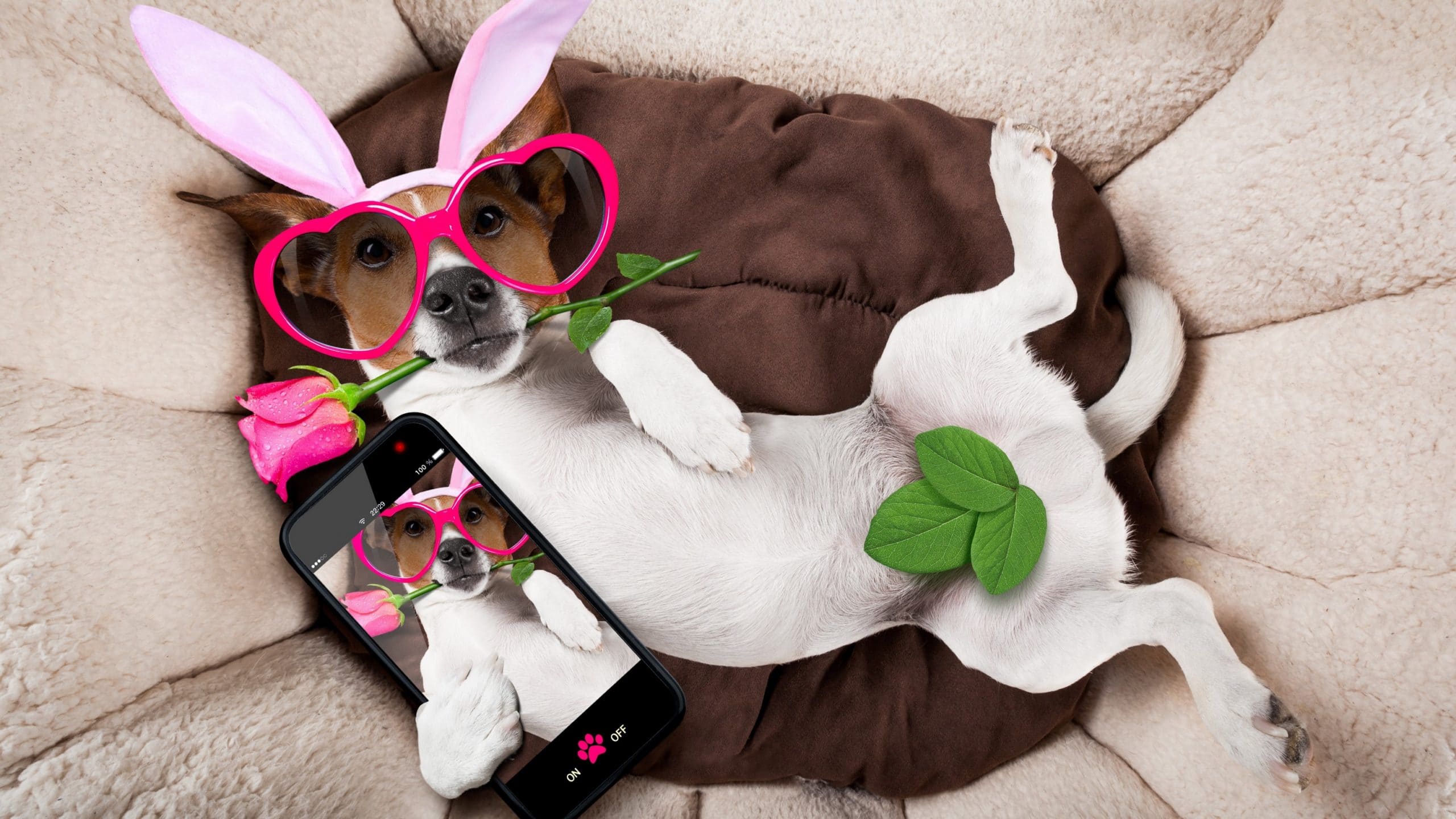 wallpaper et fond d'écran chien dog jack russel humour selfie drôle fête animals animaux téléphone