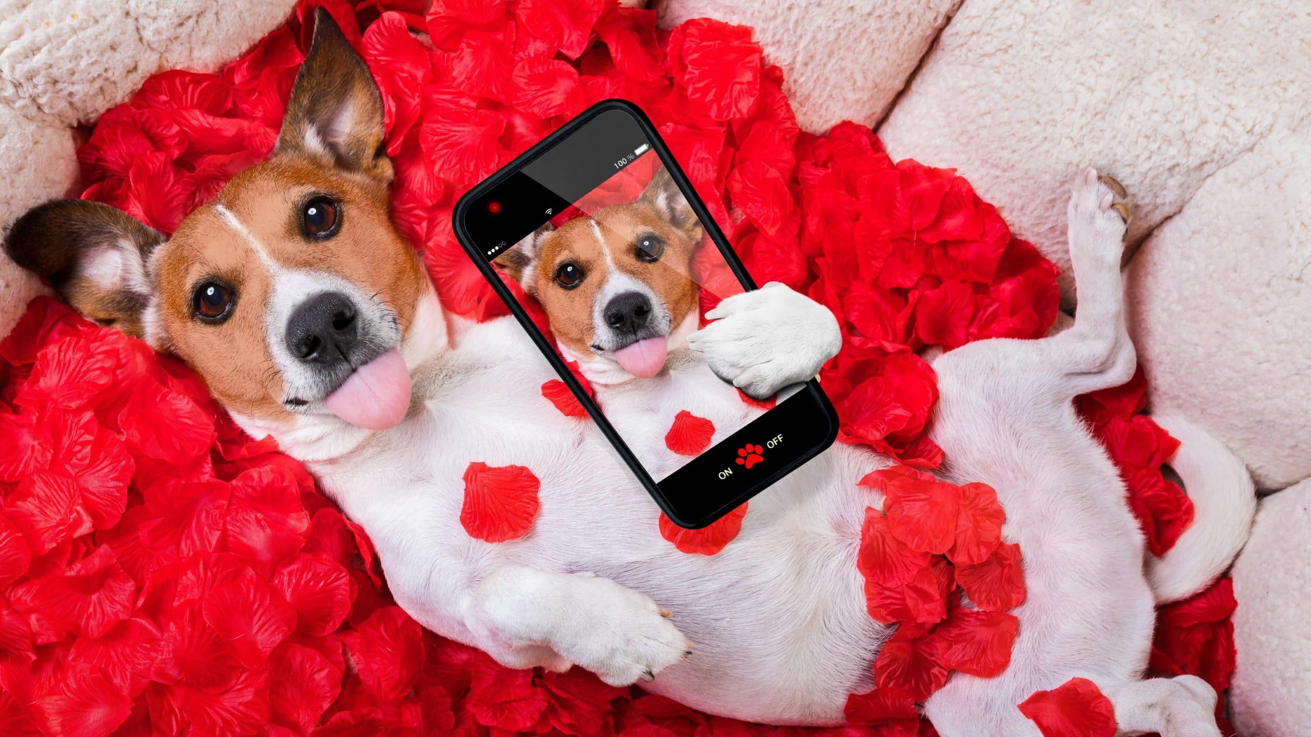 wallpaper et fond d'écran chien dog jack russel humour selfie drôle fête animals animaux téléphone