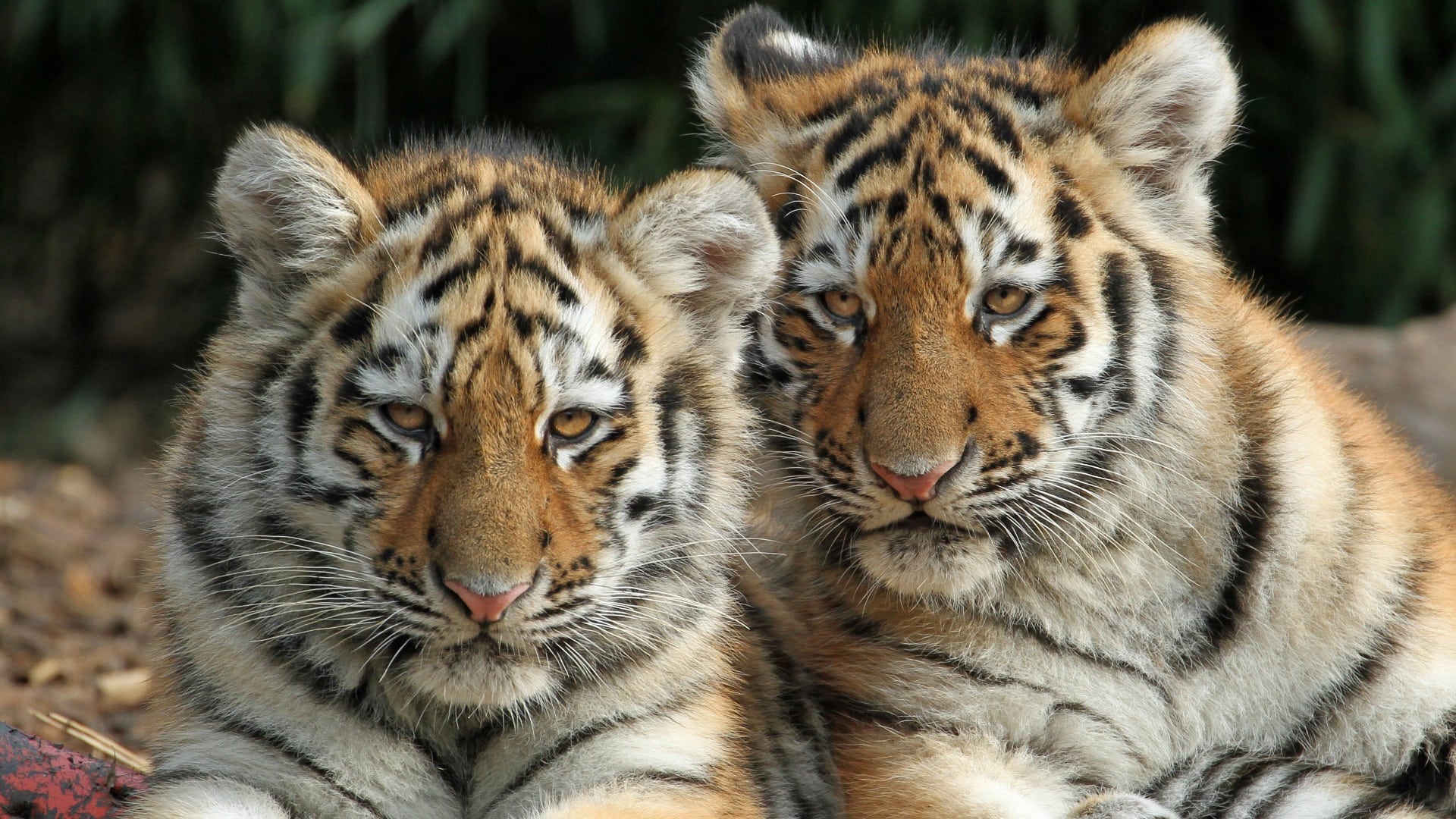 wallpaper et fond d'écran petits tigres tigre tiger animals animaux mignons cute félin feline bébé baby