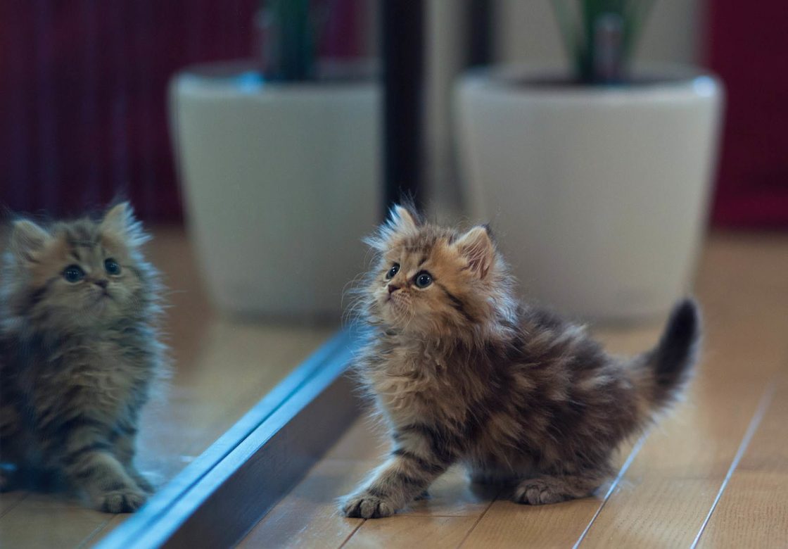 wallpaper et fond d'écran chaton chat kitten cat mignon cute animals animaux