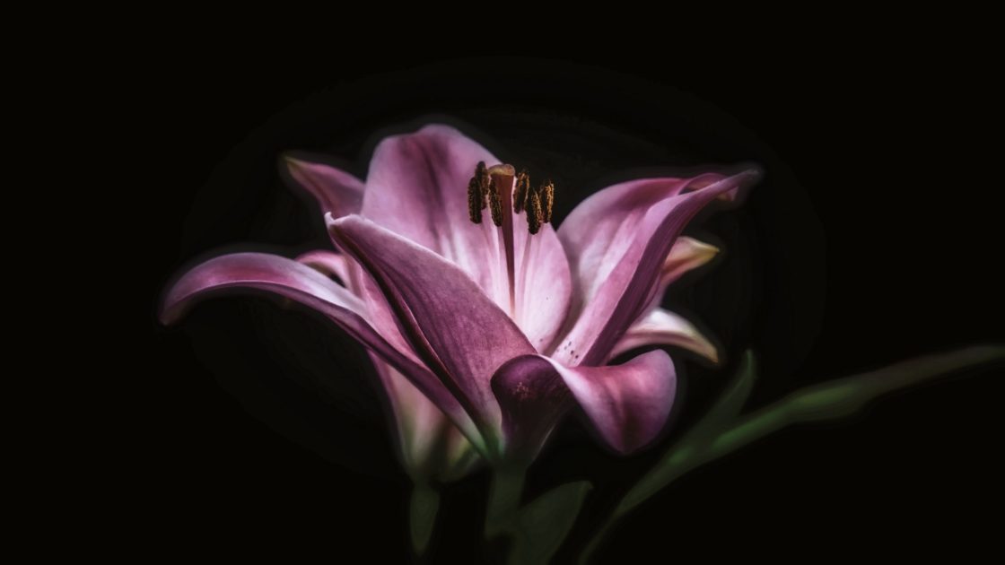 wallpaper et fond d'écran belle fleur nature macro flower pétales beautiful jardin fleuri