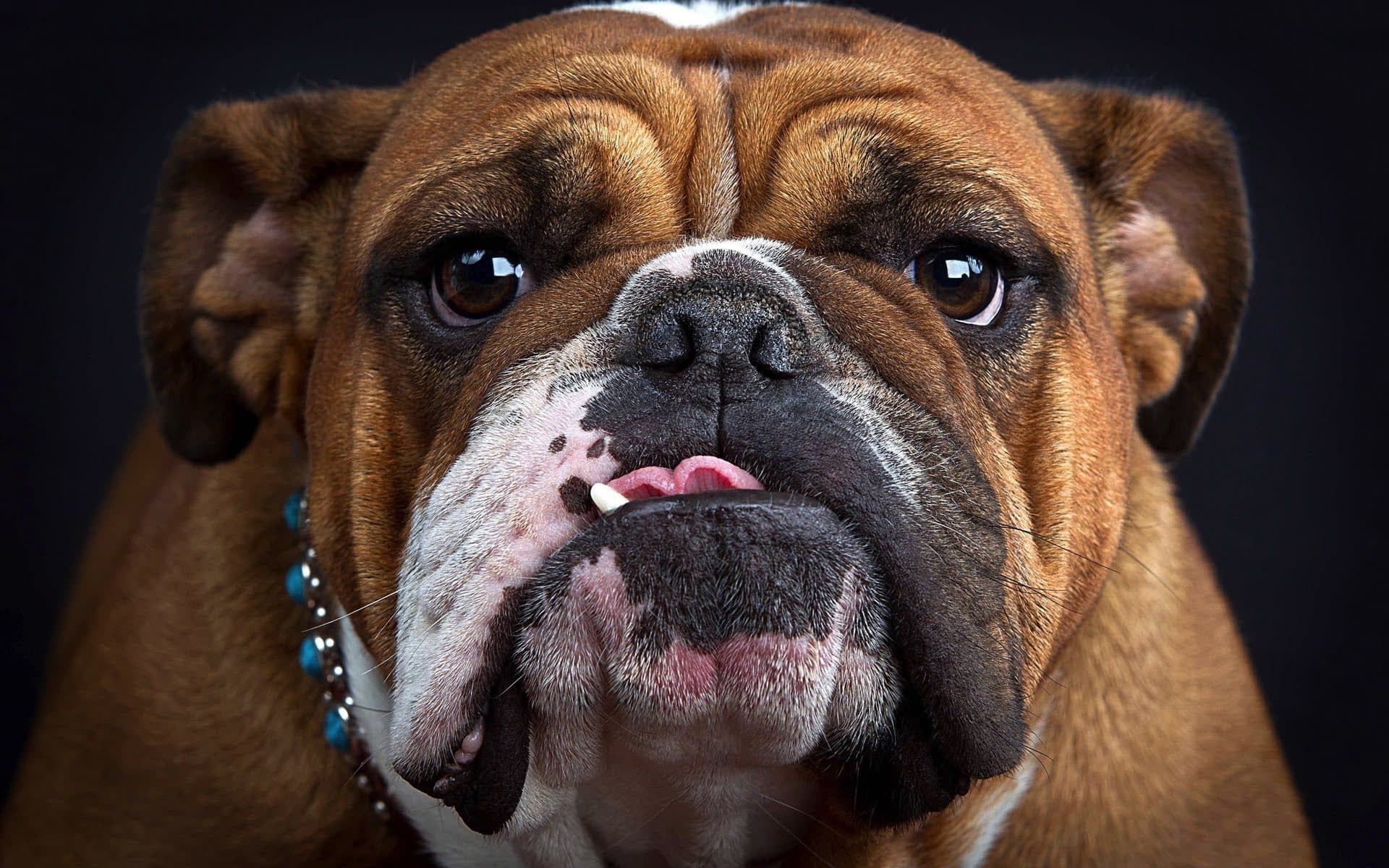 wallpaper et fond d'écran chien dog animals animaux bulldog race portrait beau beautiful