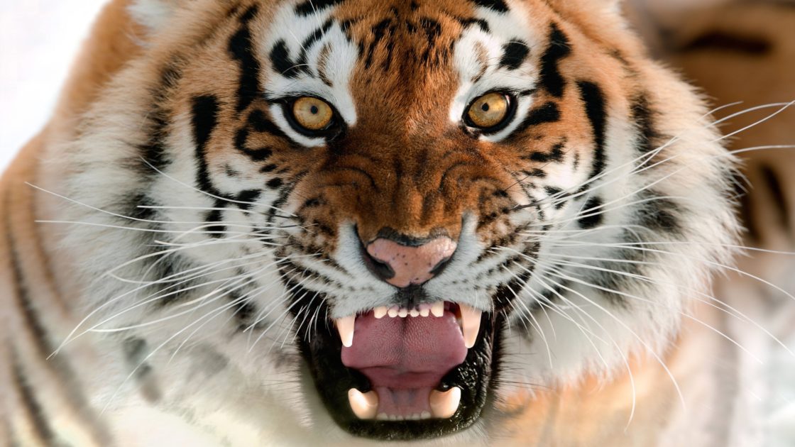 wallpaper et fond d'écran tigre rugir tiger roar animals animaux félin fauve portrait
