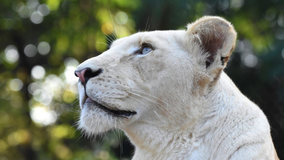 wallpaper et fond d'écran lion lionne félin animals animaux blanche fauve belle beautiful