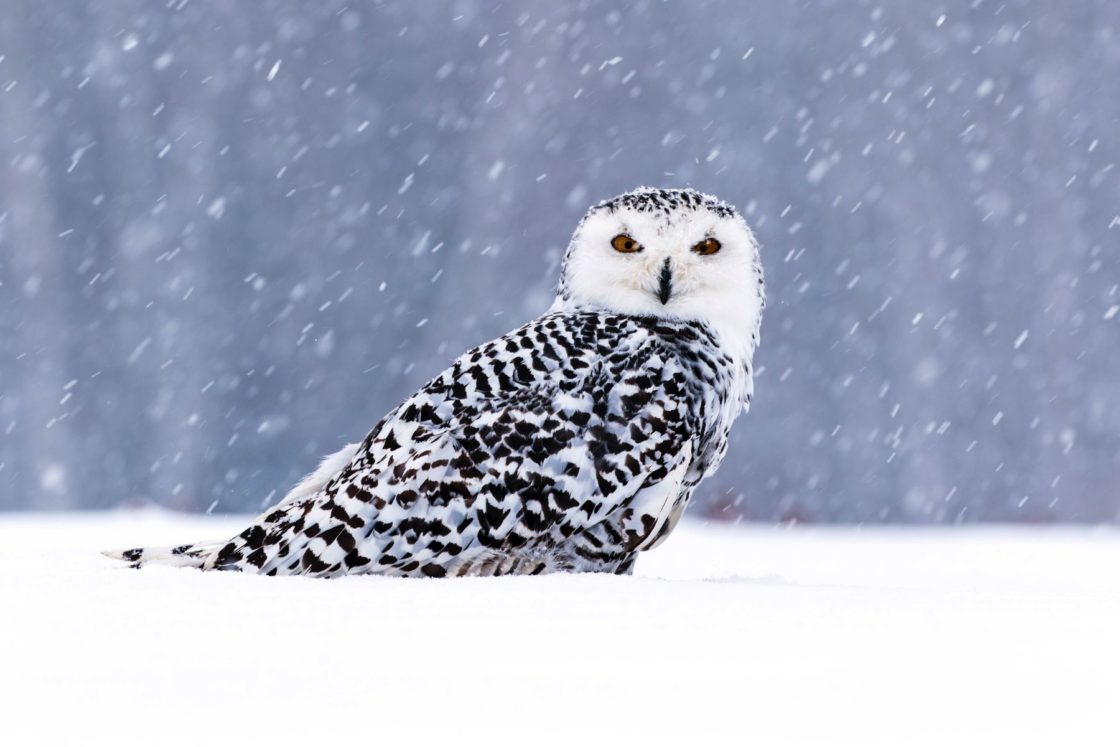 wallpaper et fond d'écran oiseau hibou chouette animals animaux beau neige snow nature tête beautiful