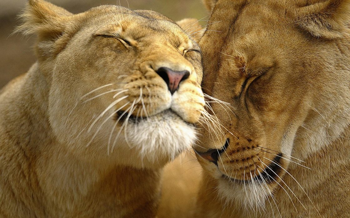 wallpaper et fond d'écran Beaux félins felines beautiful lion lionne puma animals animaux fauve tendresse