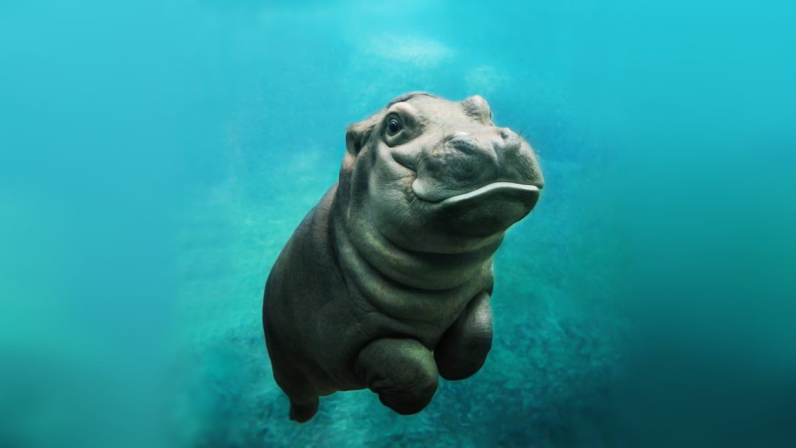 wallpaper et fond d'écran hippopotame animals animaux sous l'eau underwater beau beautiful nager