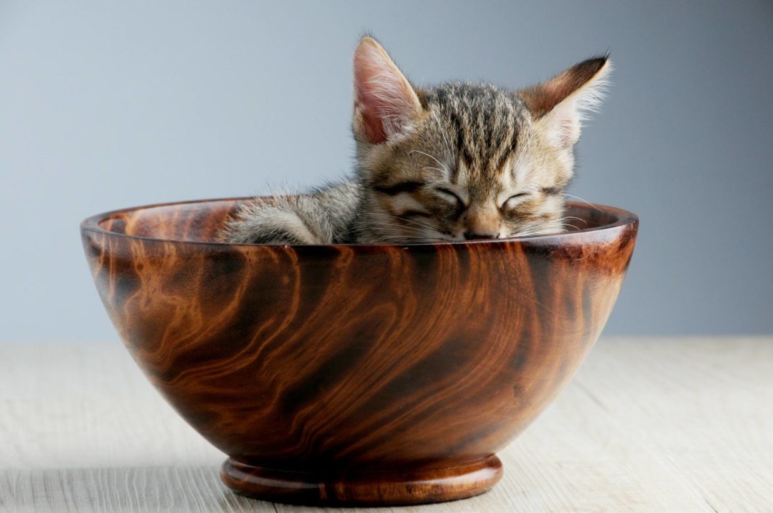 wallpaper et fond d'écran chaton repos bol kitten cat chat animals animaux at rest mignon cute dormir sleep