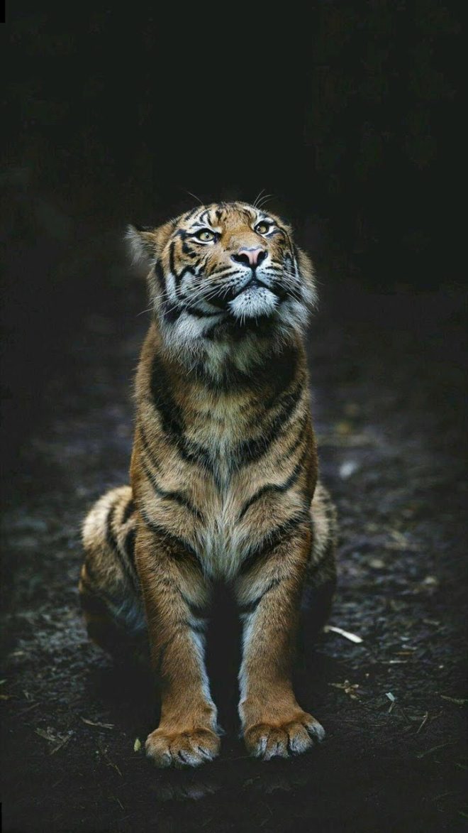 wallpaper et fond d'écran tigre tiger félin feline fauve animals animaux beau beautiful