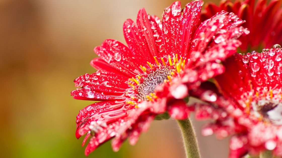 wallpaper et fond d'écran fleur flower pétales fleuri nature macro jardin belle beautiful