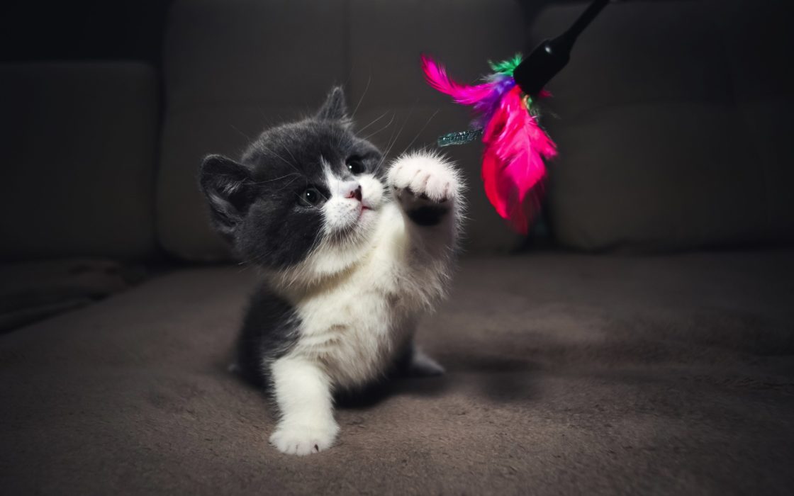 wallpaper et fond d'écran chaton kitten playful chat cat mignon cute animals animaux
