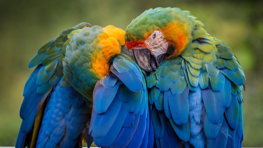 wallpaper et fond d'écran photo photographie photography oiseaux birds perroquets parrots animals animaux beau beautiful