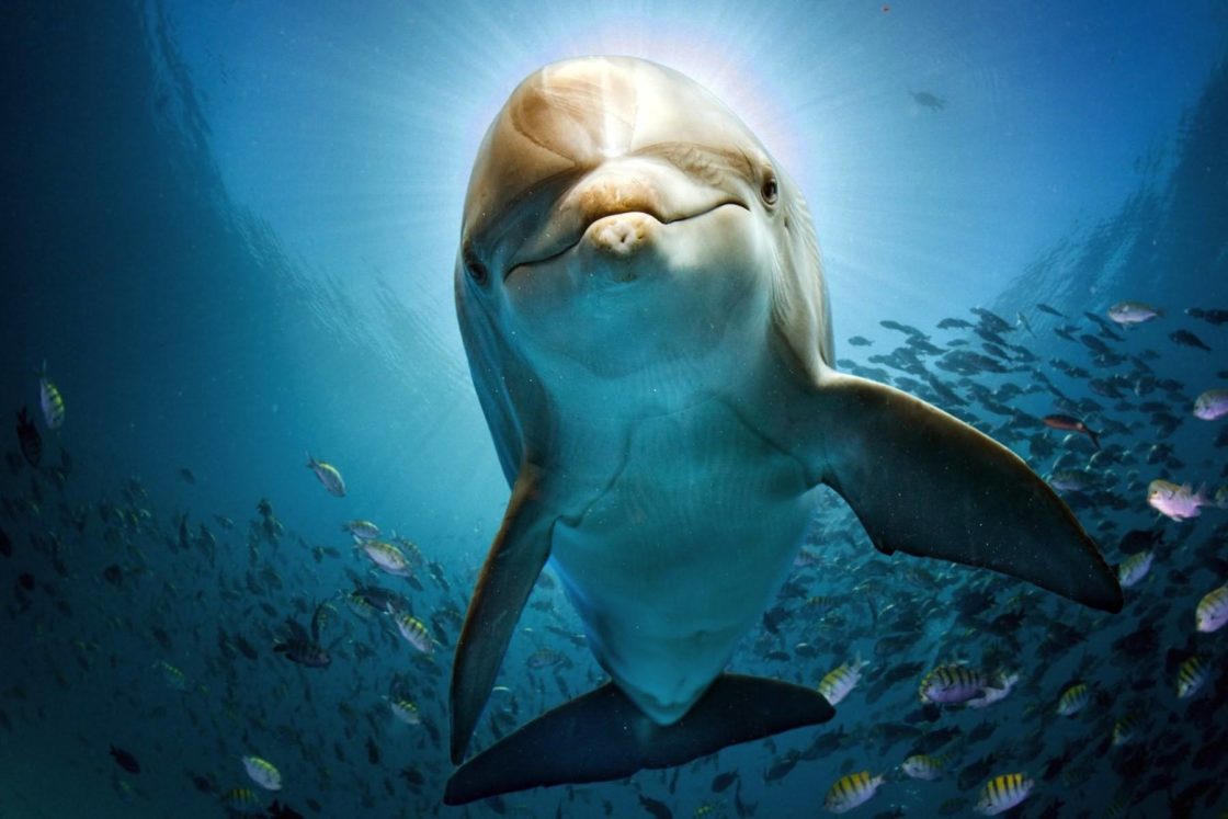 wallpaper et fond d'écran dauphin dolphin animals animaux eau water beau beautiful